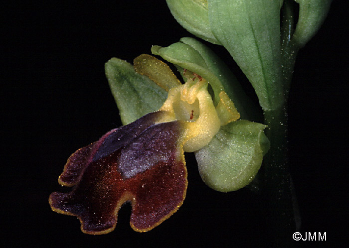 Ophrys melena