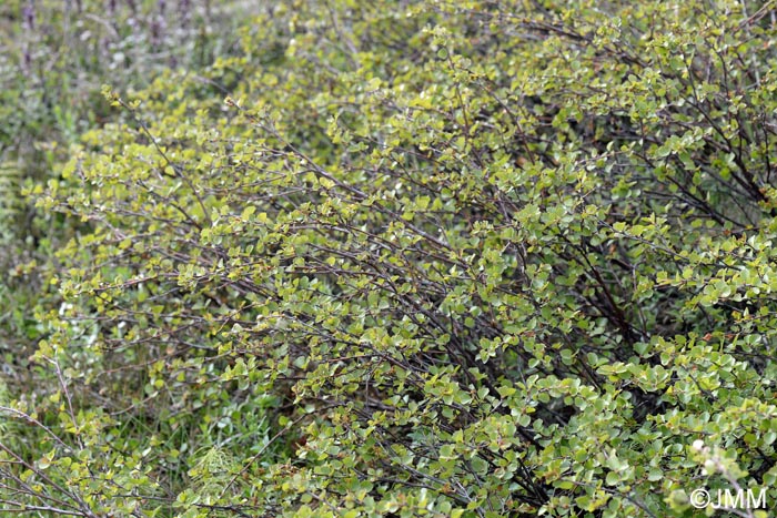 Betula  intermedia = Betula nana x Betula pubescens