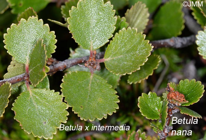 Betula  intermedia = Betula nana x Betula pubescens et Betula nana