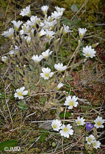 Cerastium alpinum & Pinguicula vulgaris