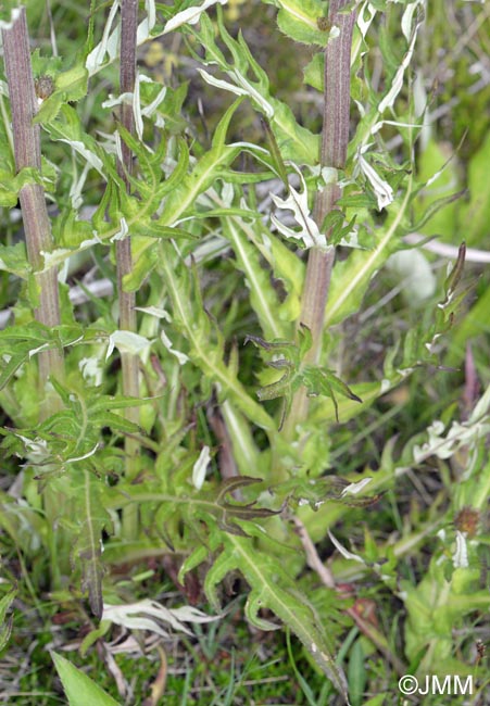 Cirsium heterophyllum = Cirsium helenioides : dtail des feuilles