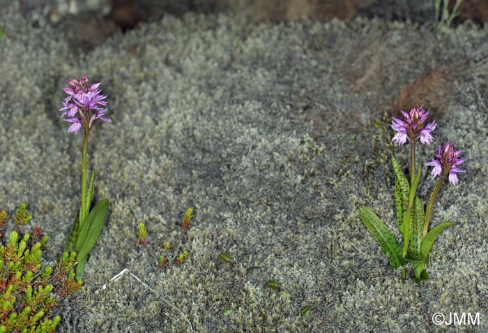 Dactylorhiza islandica = Dactylorhiza maculata subsp. islandica