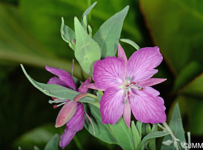 Epilobium latifolium = Chamerion latifolium