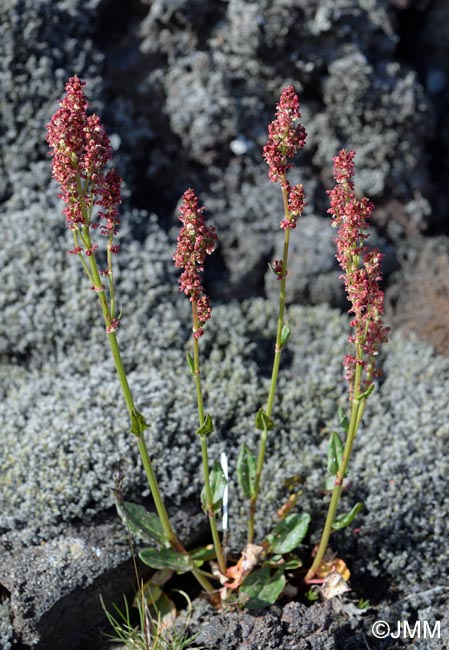 Rumex acetosa subsp. islandicus