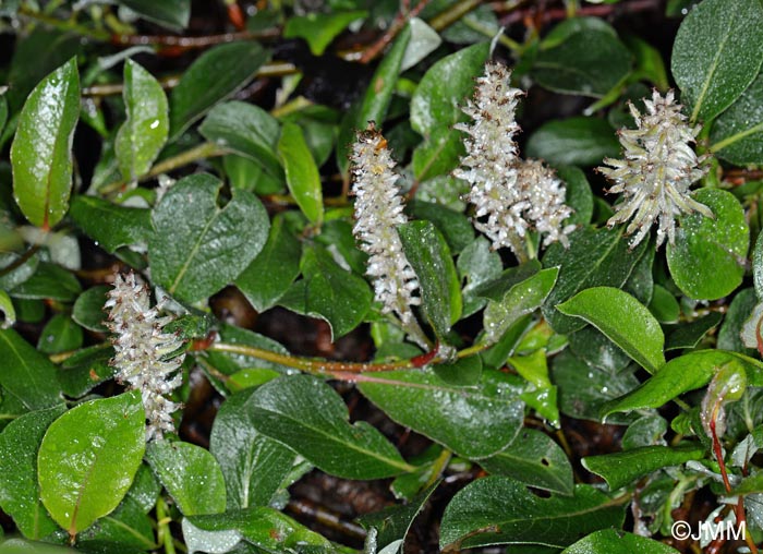 Salix arctica