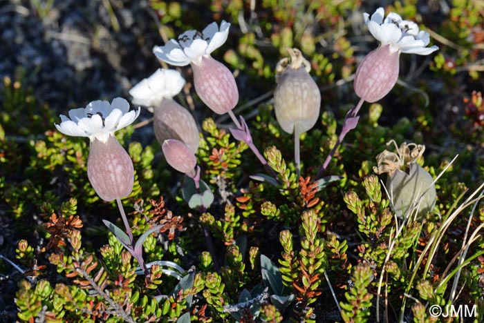 Silene uniflora = Silene maritima subsp. islandica