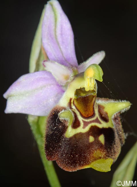 Ophrys apennina