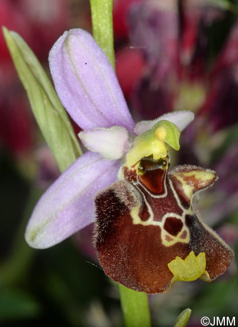 Ophrys apennina