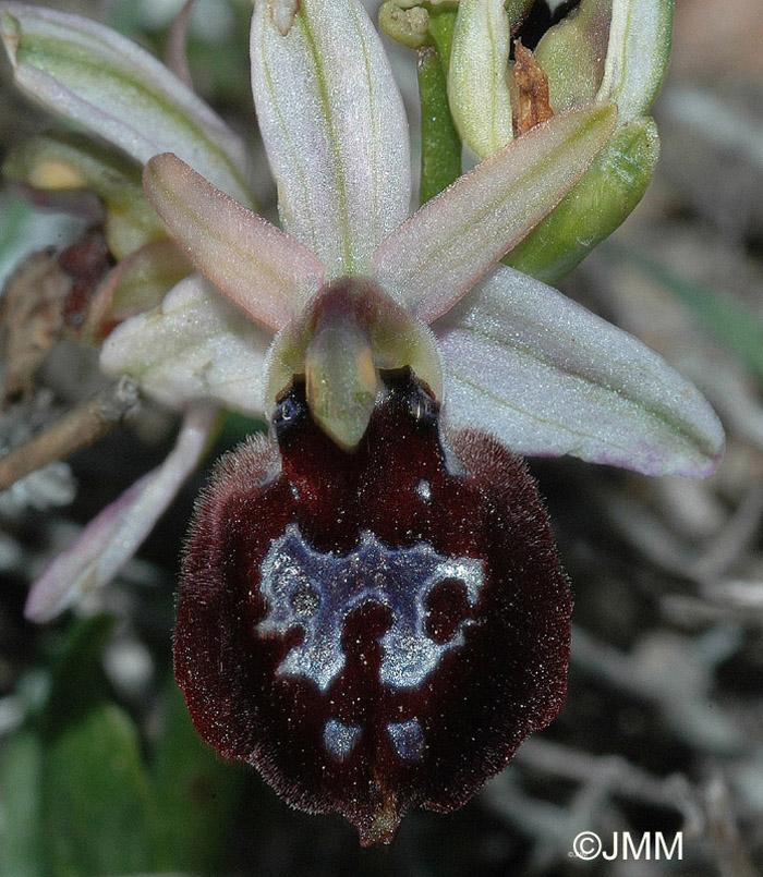 Ophrys ferrum equinum var. parnassica