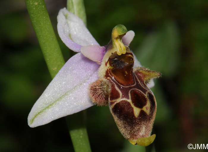 Ophrys ceto