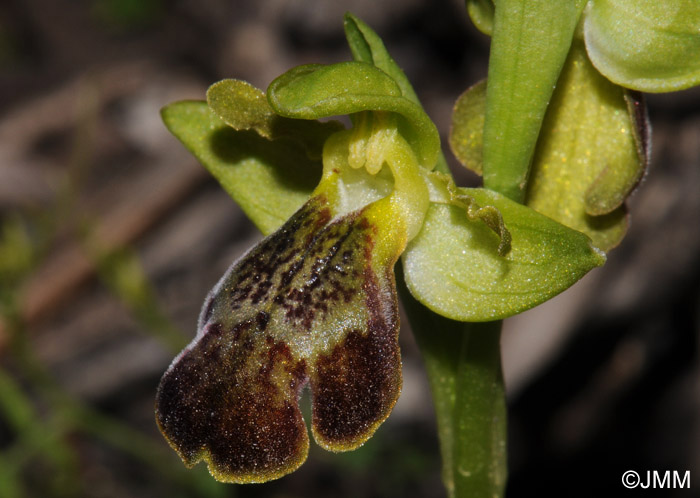 Ophrys phaseliana