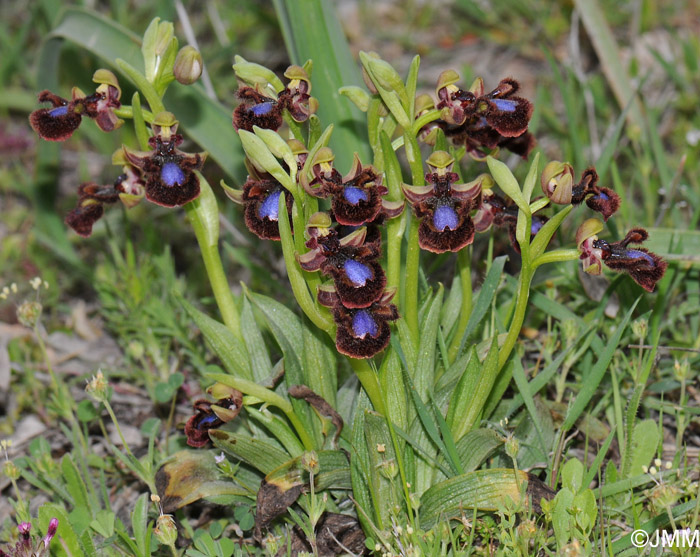Ophrys eos