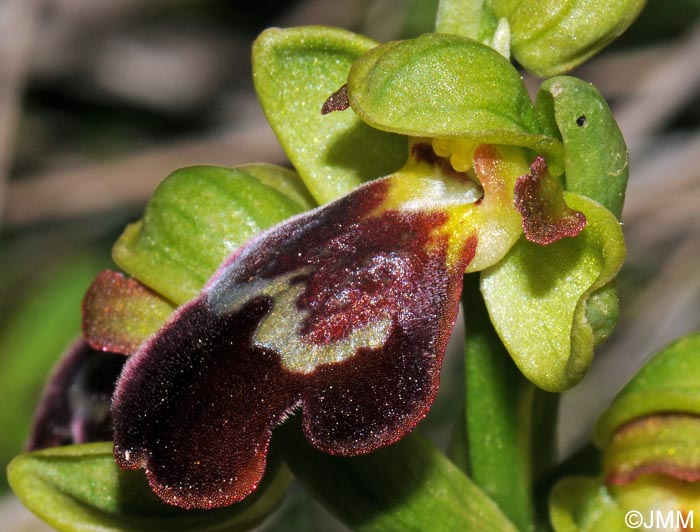 Ophrys theophrasti
