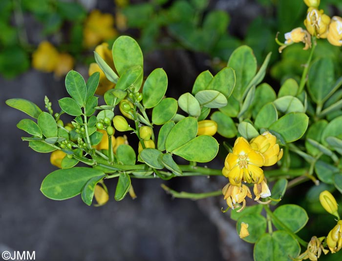 Senna alexandrina = Cassia angustifolia