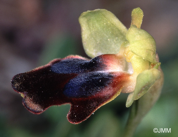 Ophrys hospitalis