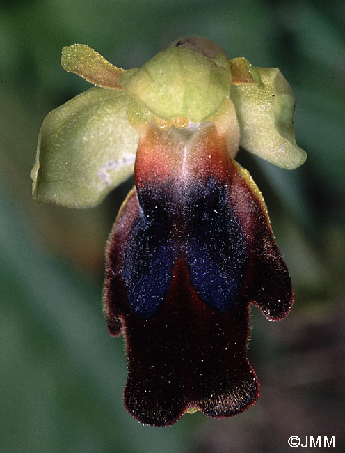 Ophrys hospitalis