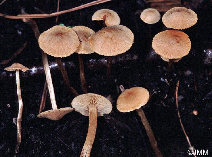 Alnicola escharoides = Alnicola melinoides