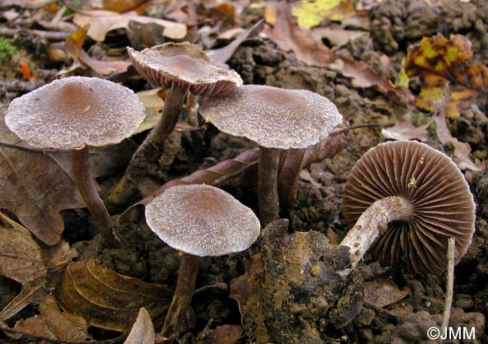 Cortinarius paleaceus = Cortinarius paleaceus f. paleaceus