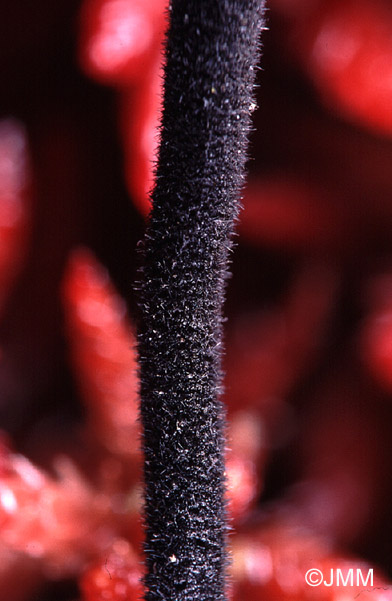 Trichoglossum hirsutum : dtail du stipe