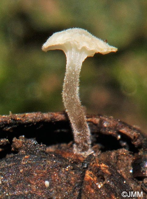 Marasmiellus omphaliformis