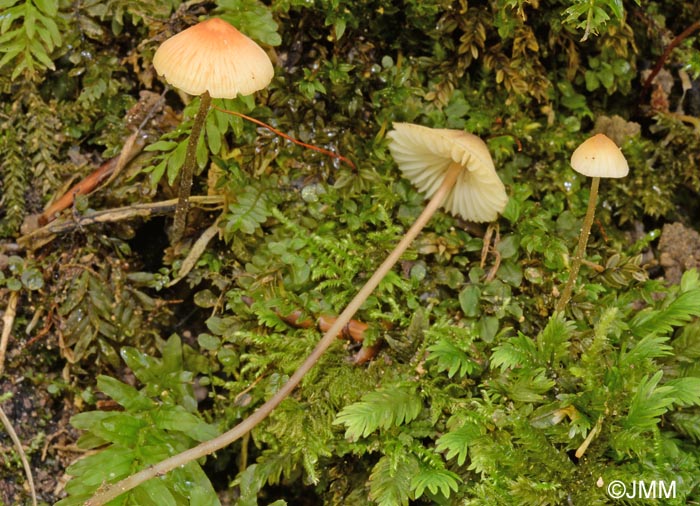 Mycena flavoalba subsp. floridula = Mycena floridula