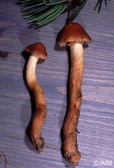 Pholiota pinicola = Flammula pinicola