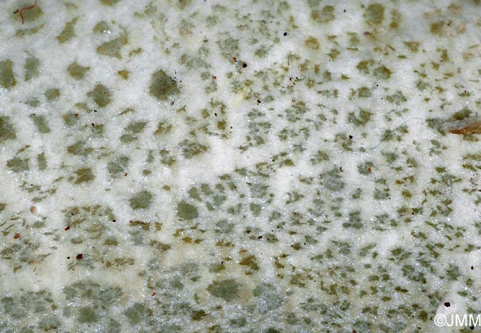 Russula virescens : dtail de la cuticule