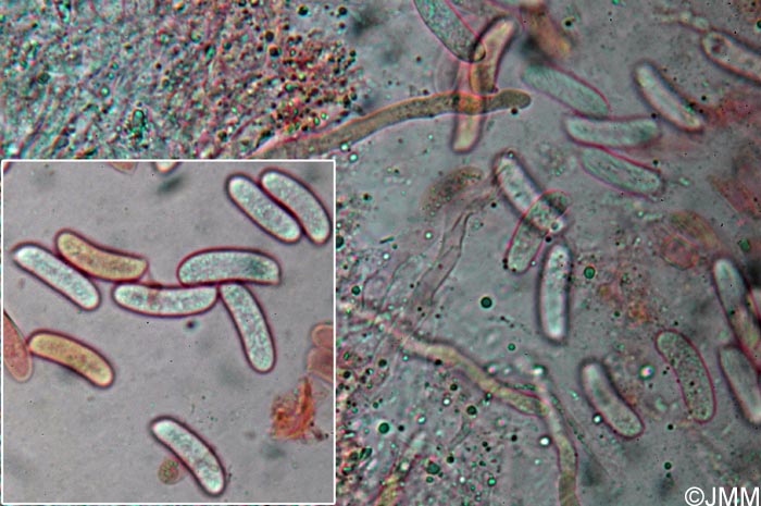 Vuilleminia coryli : microscopie