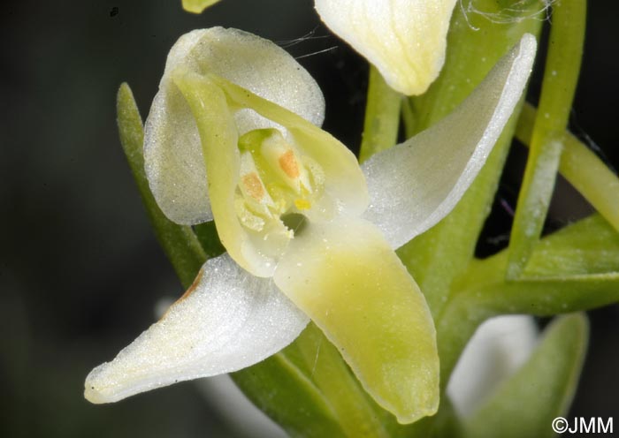 Platanthera bifolia var. robusta