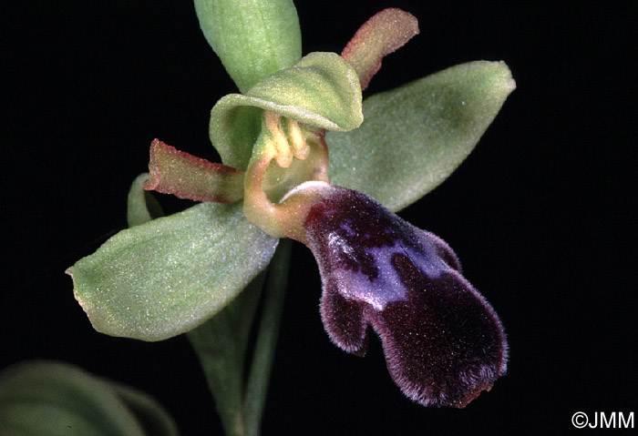 Ophrys algarvensis 