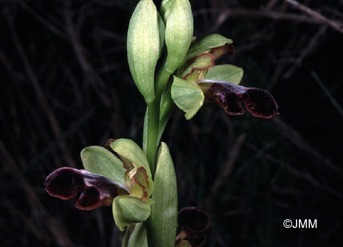 Ophrys algarvensis 