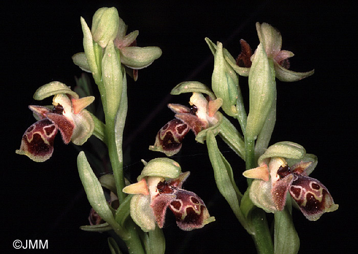 Ophrys attica 