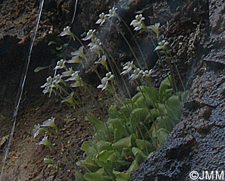 Pinguicula crystallina subsp. crystallina