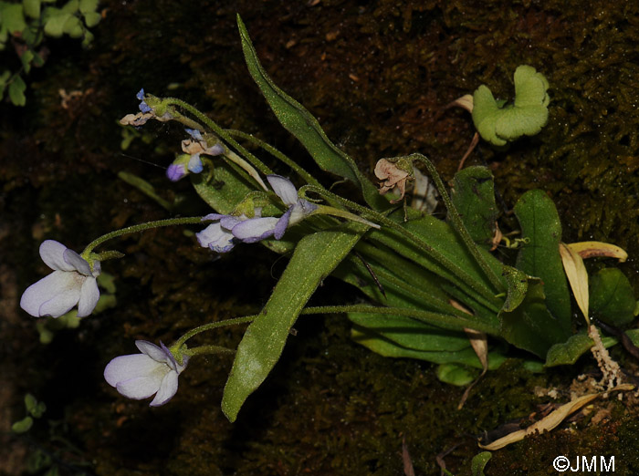 Pinguicula vallisneriifolia 