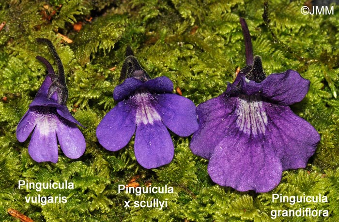 Pinguicula x scullyi = Pinguicula grandiflora x Pinguicula vulgaris