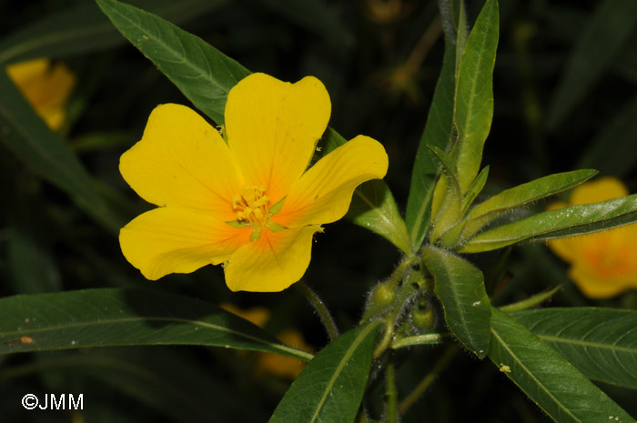 Ludwigia grandiflora subsp. hexapetala