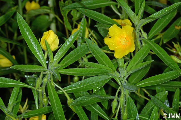Ludwigia grandiflora subsp. hexapetala