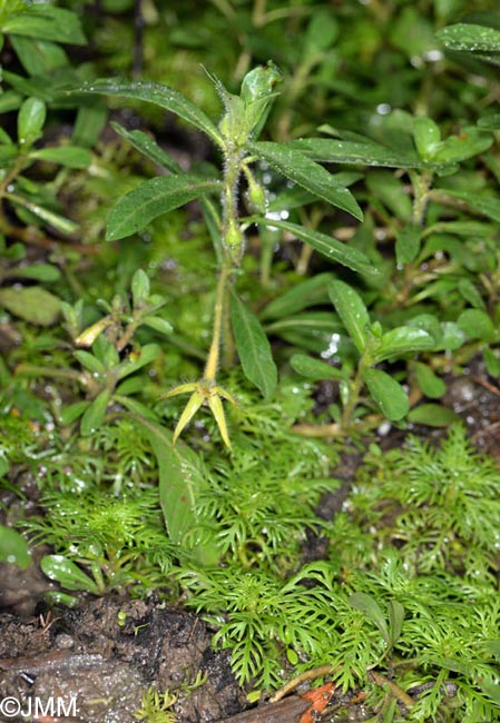 Ludwigia grandiflora subsp. hexapetala et Hottonia palustris