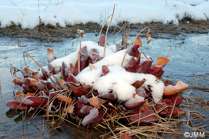 Sarracenia purpurea en hiver