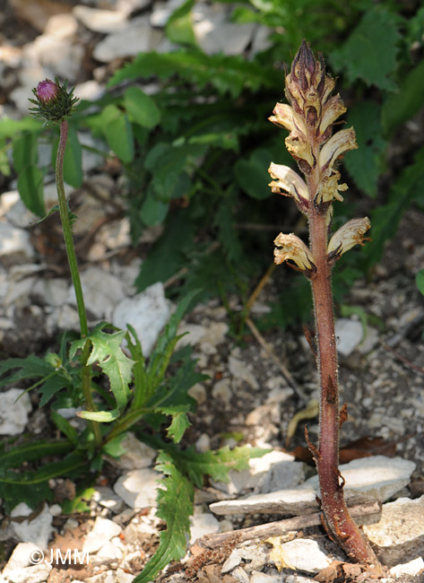 Carduus defloratus subsp. defloratus & Orobanche reticulata