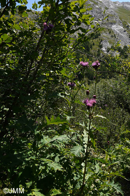 Cirsium montanum