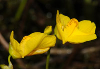 Utricularia intermedia 