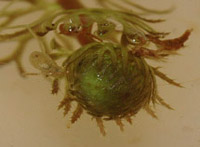Hibernacle : Utricularia stygia