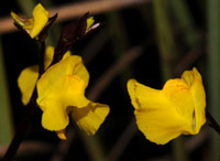 Utricularia vulgaris
