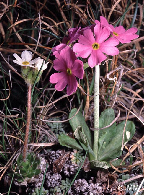 Androsace chamaejasme & Primula sp.