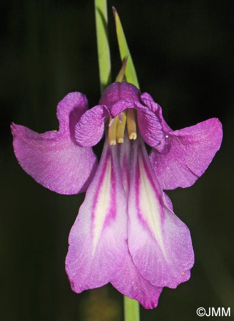 Gladiolus palustris
