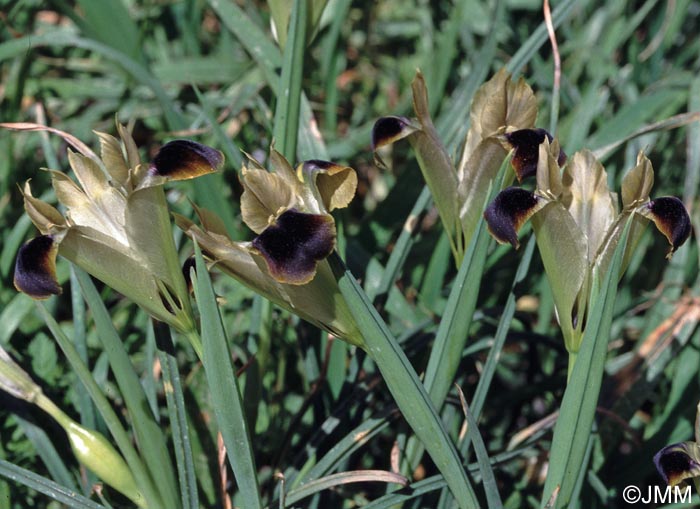 Iris tuberosa = Hermodactylus tuberosus