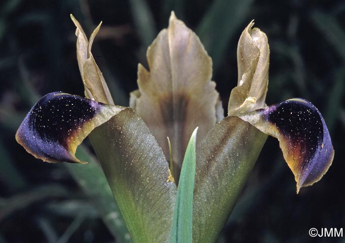 Iris tuberosa = Hermodactylus tuberosus