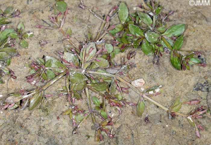 Lindernia palustris = Lindernia procumbens