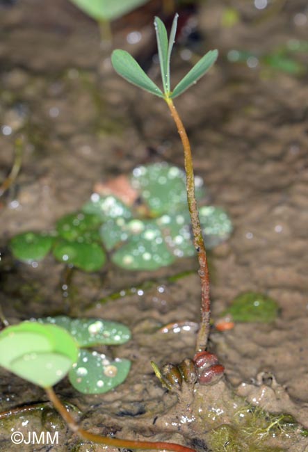Marsilea quadrifolia : dtail des sporocarpes